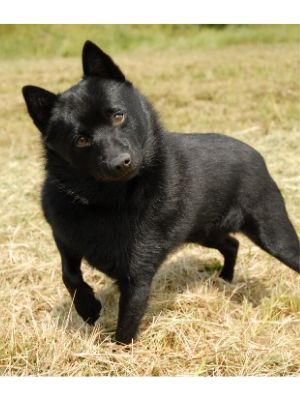 Schipperke thedogdaily.com