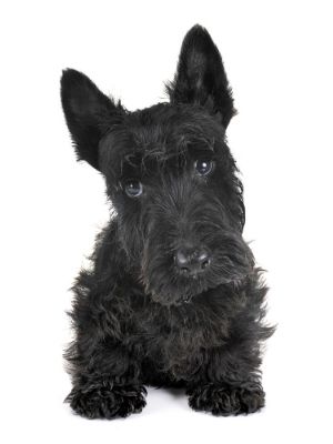 Scottish Terrier thedogdaily.com
