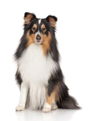 Shetland Sheepdog thedogdaily.com