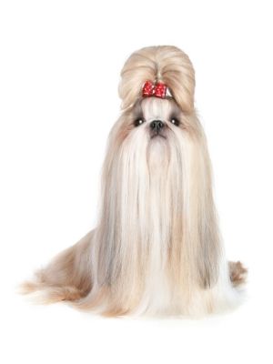 Shih Tzu thedogdaily.com