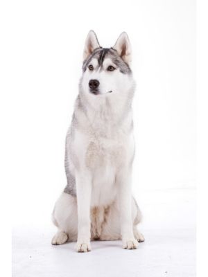 Siberian Husky thedogdaily.com