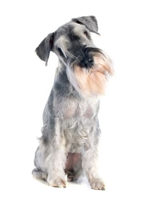 Standard Schnauzer thedogdaily.com