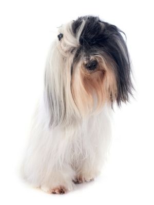 Tibetan Terrier thedogdaily.com