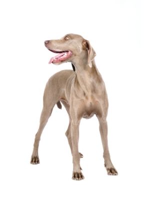 Weimaraner thedogdaily.com
