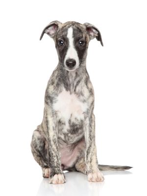 Whippet thedogdaily.com