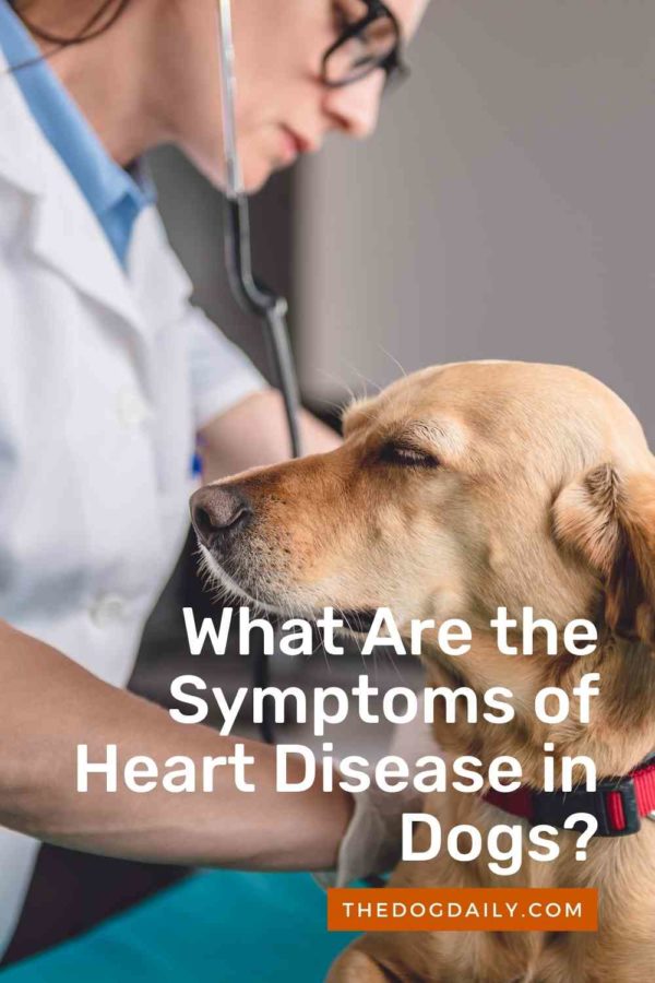 Heart Disease in Dogs. Symptoms and Treatment Options.
