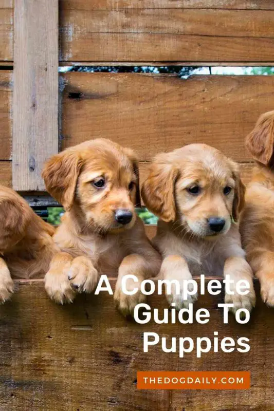 A Complete Guide To Puppies thedogdaily.com