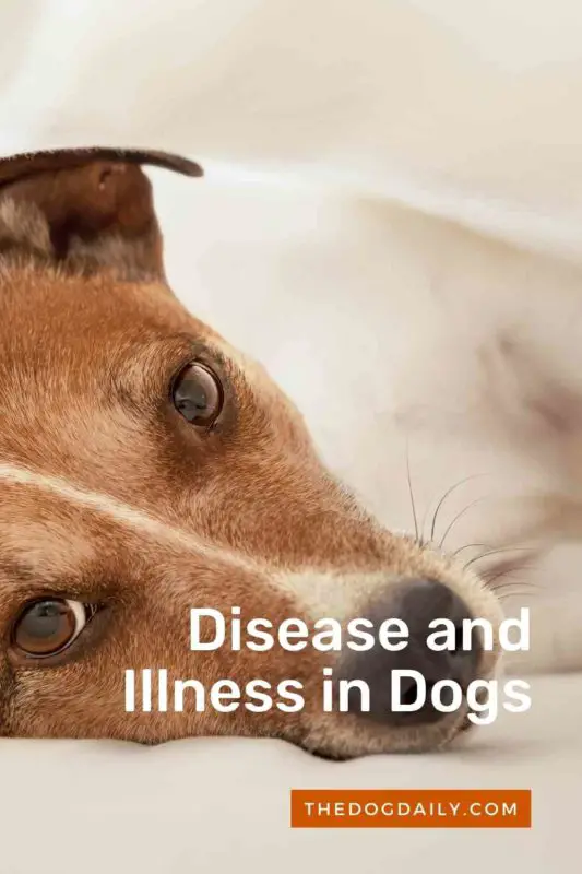 Disease and Illness in Dogs thedogdaily.com