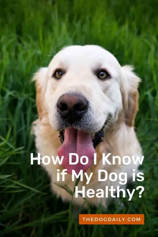 How Do I Know if My Dog is Healthy thedogdaily.com