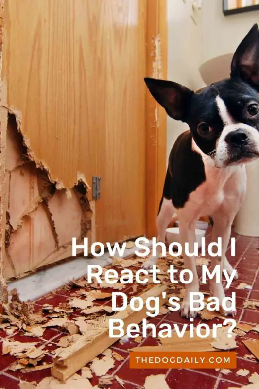 How Should I React to My Dog's Bad Behavior thedogdaily.com