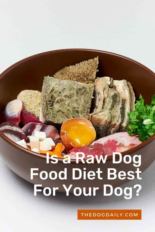 Is a Raw Dog Food Diet Best For Your Dog thedogdaily.com