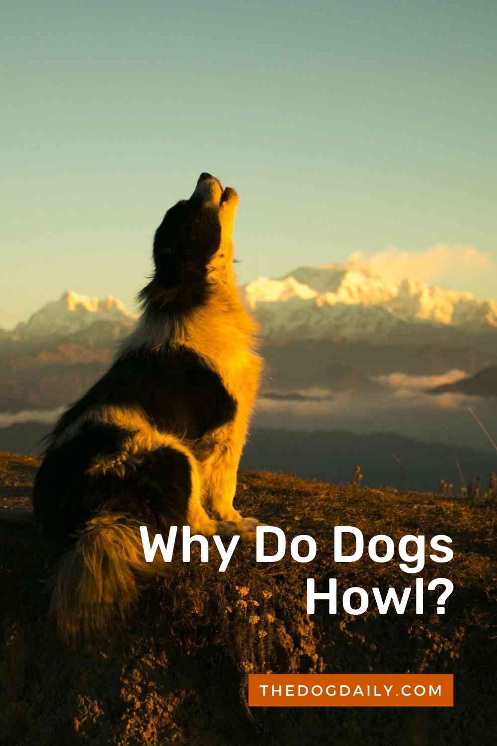 what-does-it-mean-when-a-dog-is-howling-the-dog-daily
