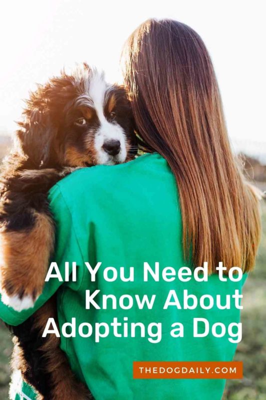 which dogs are least likely to be adopted