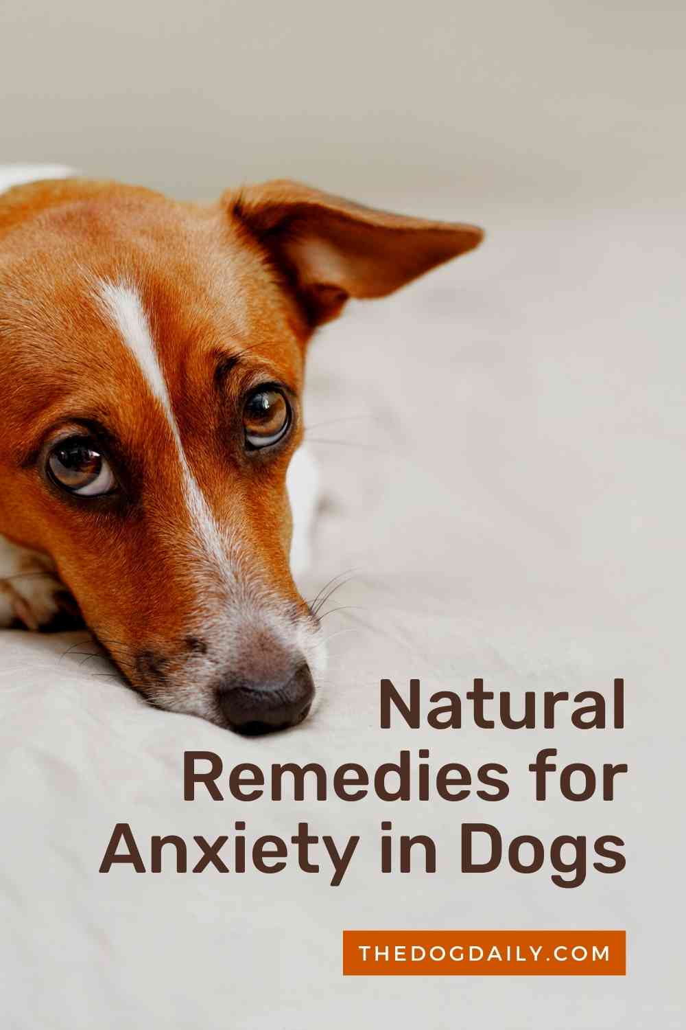 Natural Remedies for Anxiety in Dogs The Dog Daily