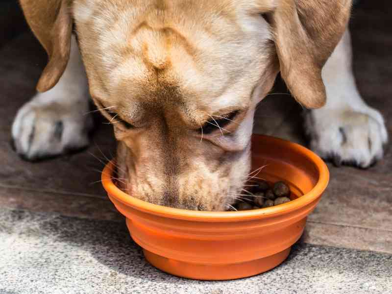 The Best Guide To Feeding Your Dog The Dog Daily