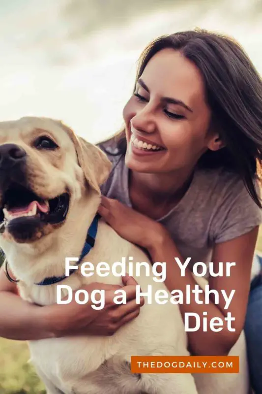 Feeding Your Dog a Healthy Diet thedogdaily.com