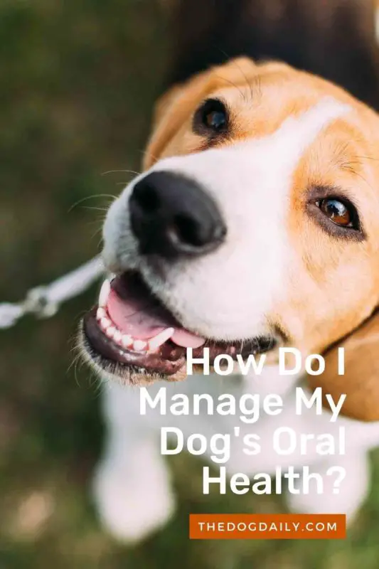 How Do I Manage My Dog's Oral Health thedogdaily.com