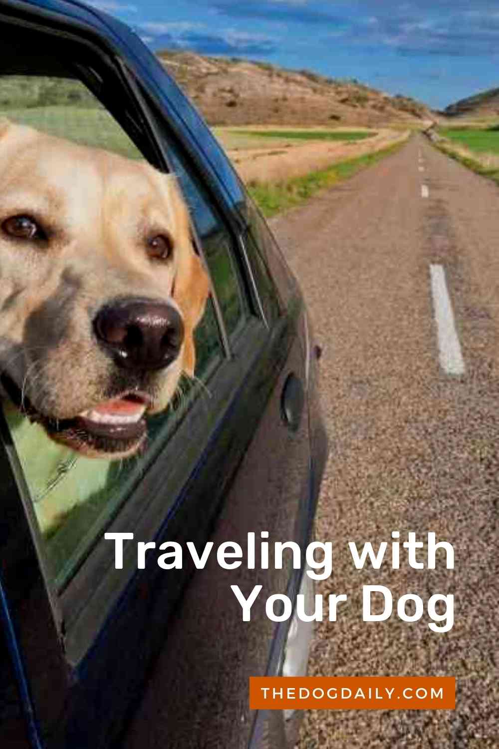 Your Guide To Traveling With Your Dog The Dog Daily