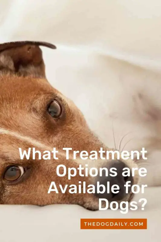 What Treatment Options are Available for Dogs thedogdaily.com thedogdaily.com