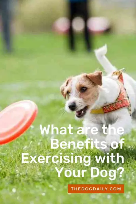 What are the Benefits of Exercising with Your dog thedogdaily.com