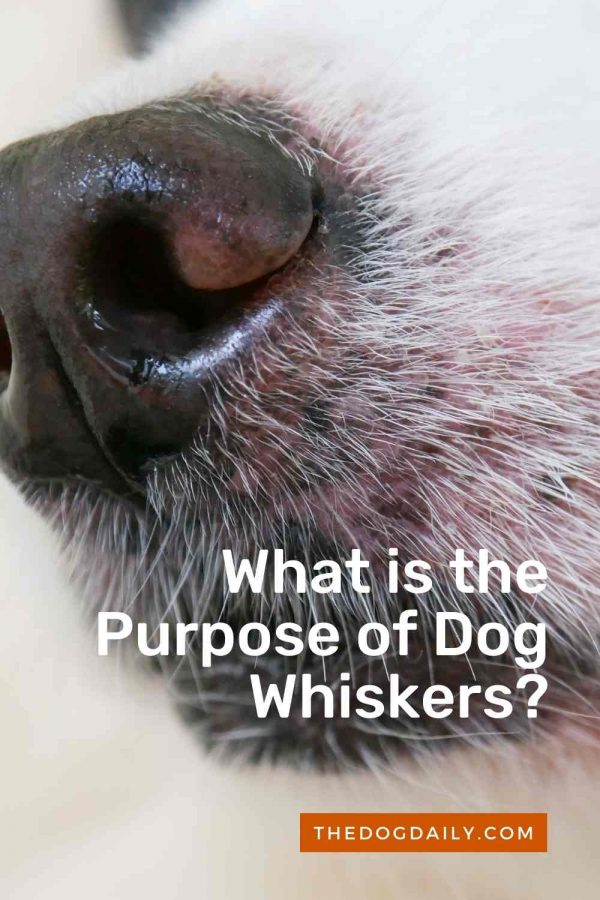 What is the Purpose of Dog Whiskers? The Dog Daily
