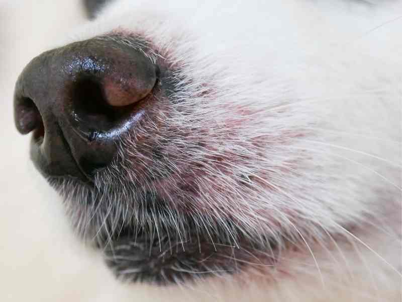 What Is The Purpose Of Dog Whiskers The Dog Daily What Is The Purpose Of Dog Whiskers The Dog Daily