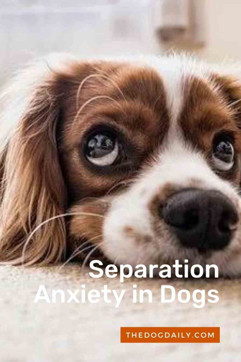Separation Anxiety in Dogs The Dog Daily