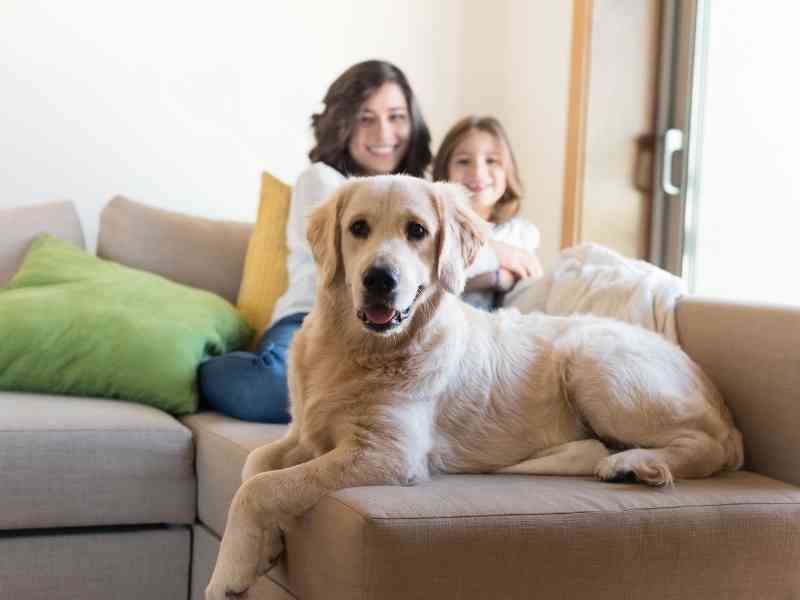 Improving the Quality of Life for Dogs, Dog Lovers and Dog Owners