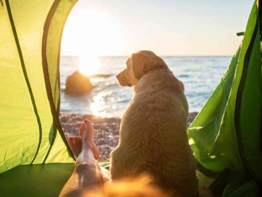 Tips for Camping with Dogs