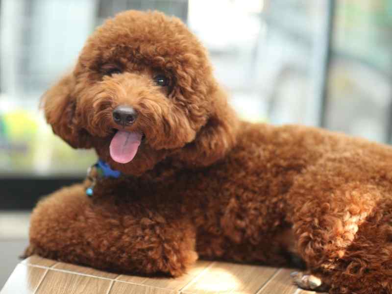 Poodle Mixes for - The Dog Daily