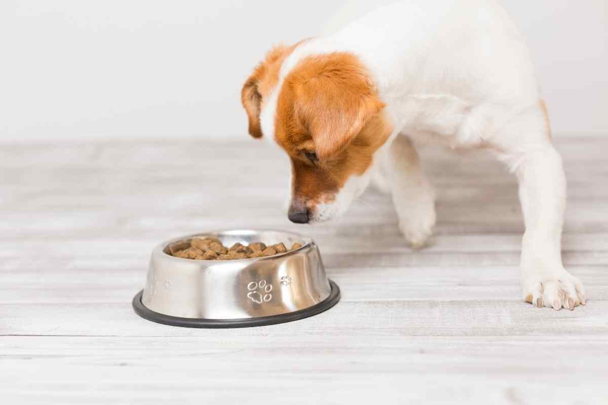 what nutrition do dogs need daily