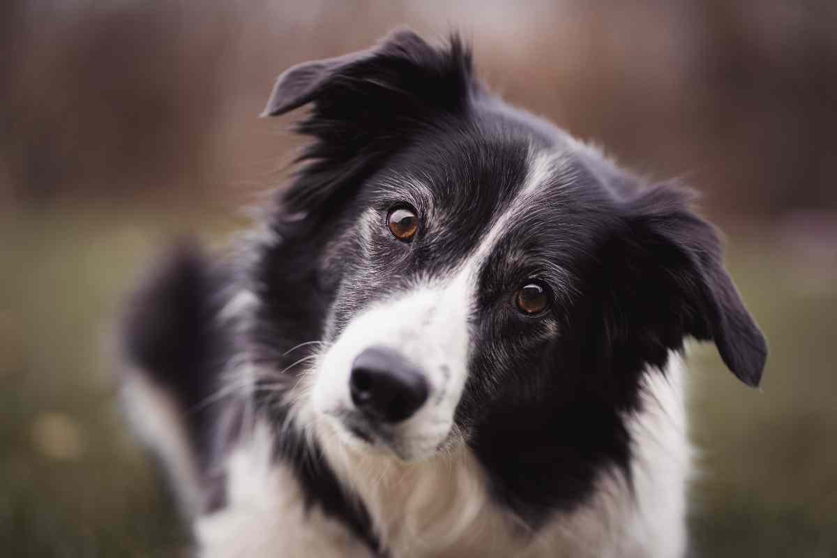 what sized dog food should i feed my dog